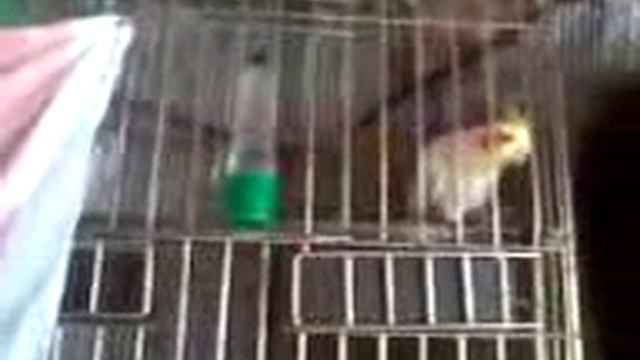 Птица-Говорун отвечает за хозяина ) смотреть онлайн