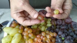 Как приготовить виноградный уксус из винограда без сахара и воды?