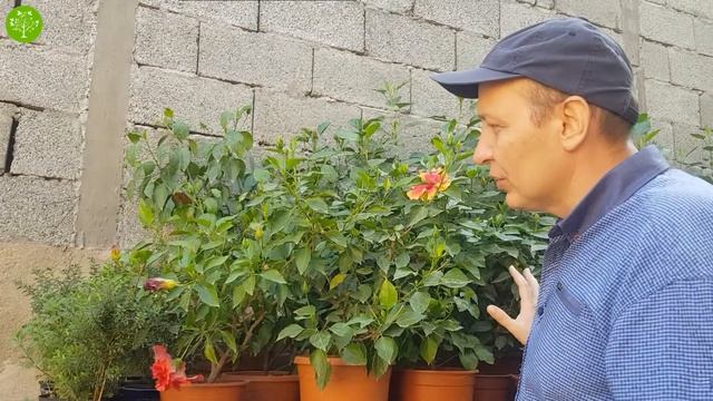 ГИБИСКУС - КИТАЙСКАЯ РОЗА (25-08-2018)