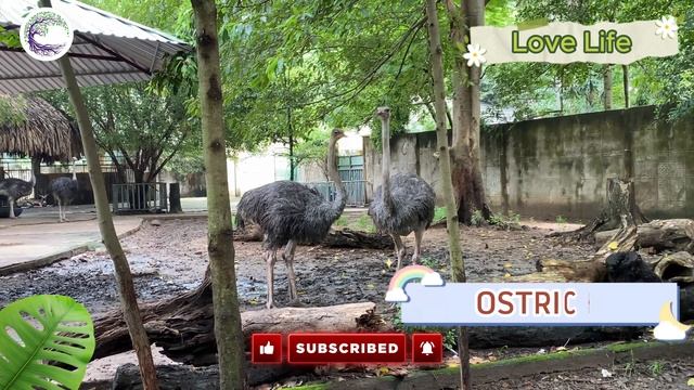 The Most Beautiful Animals Of Asia: Bear, Sheep, Goat, Beaver, Camel, Zebra смотреть онлайн