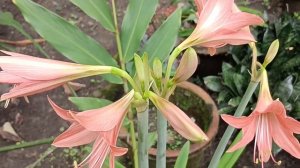 Striped Barbados Lily blooming.