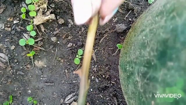 Укоренение черенков роз? смотреть онлайн