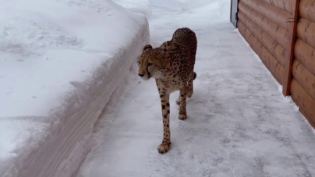 Гепард Герда испугалась новой тропинки! смотреть онлайн