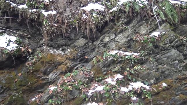 Разведка ручья.Метал похожий на платину.Часть 1. смотреть онлайн