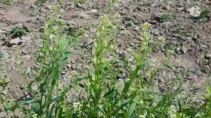 ярутка полевая - растение, которое поможет мужчинам стать сильнее