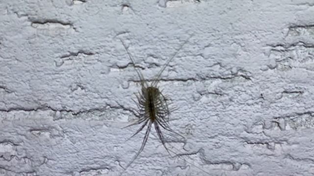 Мухоловка и муха смотреть онлайн