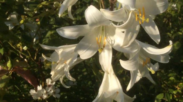 Lys de la Madone, 'Lilium candidum' La pureté au summum смотреть онлайн