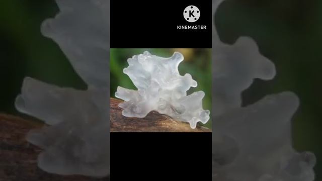 Tremella fuciformis mushroom