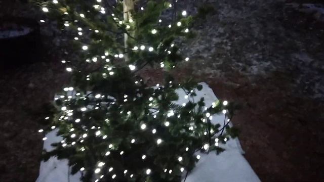 Новогодняя ель Лайки Страйк прикопали украсили / Picea pungens 'Lucky Strike' смотреть онлайн