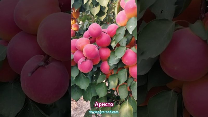 Абрикос Аристо (Aristo) - Агро Сад 2024