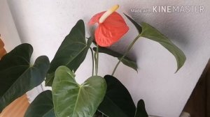 Антуриум Беби оранж/Anthurium Baby Orange/о сорте и уход
