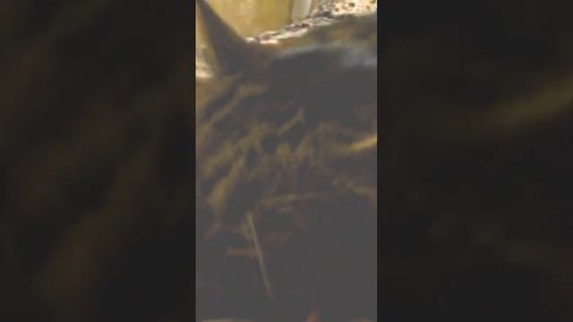 При этом не забывайте, что со временем игривый котенок превратится в солидного, вальяжного кота смотреть онлайн