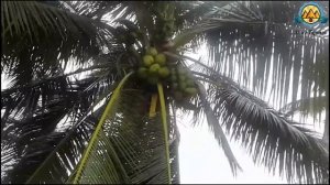 Вьетнам-кокосовый рай. Кокосы здесь на каждом углу.