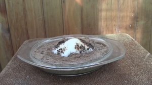 САХАР СОДА СПИРТ жуткий эксперимент вылезла черная колбаса