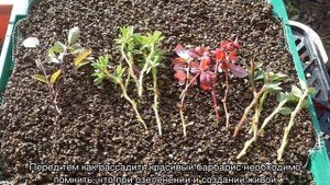 Барбарис кустарник — виды, сорта, посадка и уход