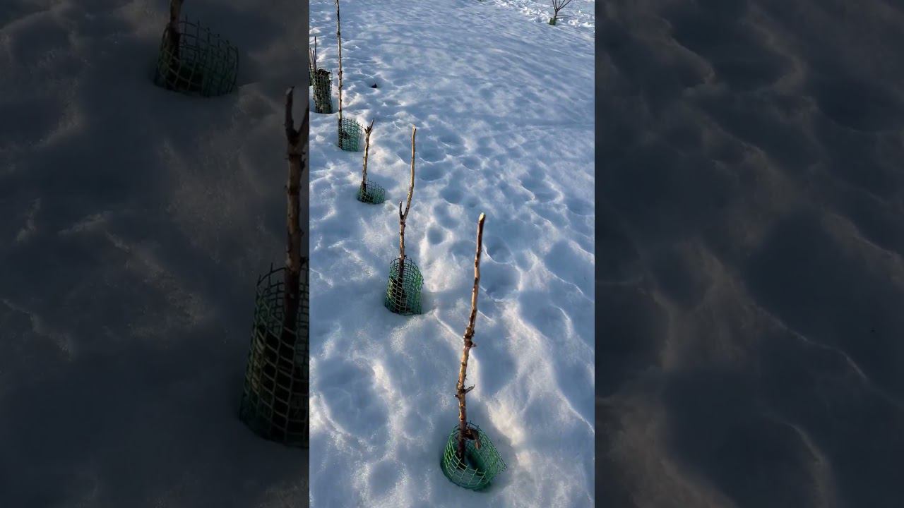 Беда! Заяц слопал все молодые колоновидные яблони. #яблоня #заяц смотреть онлайн