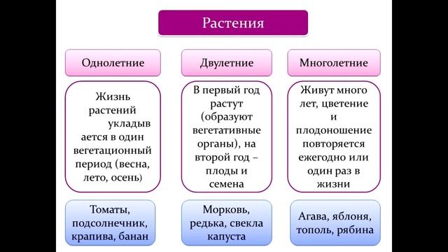 35. Рост и развитие - свойства живых организмов. Краткий пересказ. смотреть онлайн