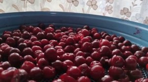 Пошаговая сушка вишен в сушилке Элвин СУ-1