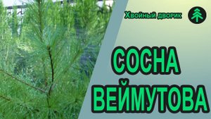 Сосна Веймутова,она же белая-небольшой обзор