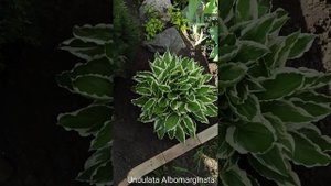 хоста Undulata Albomarginata