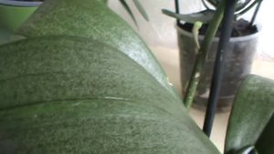 Пропадают корни у орхидеи фаленопсис. Почему?