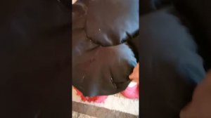 Лежанка для кота/собаки дома своими руками. Шьём дома лежак для питомца