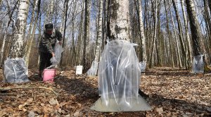 В Приморье стартовал сезон сбора березового сока / События на ТВЦ