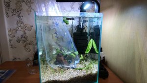 Как правильно запускать, пересаживать рыбок в аквариум после покупки. Запуск аквариума.