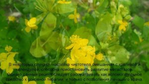 Чистотел рецепты народной медицины