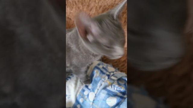 Котята сфинкса в Ялте смотреть онлайн