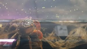 Мангровый краб.