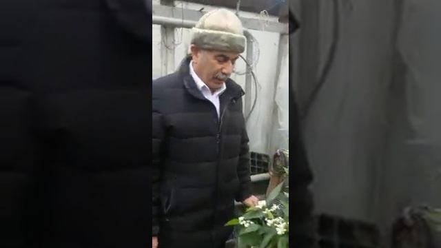 ЦВЕТЕНИЕ АПЕЛЬСИНОВ. смотреть онлайн