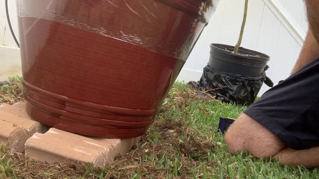 Potting the Nagami Kumquat смотреть онлайн