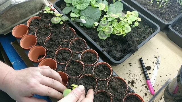 HOW TO GROW PELARGONIUMS POTTING ON PART 2 смотреть онлайн