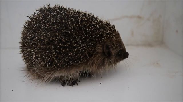 Дима ньюс выпуск 152 Ёжик Коля кушает курицу за обе щеки!!! смотреть онлайн