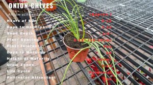 ONION CHIVES Information & Growing Tips! (Allium schoenoprasum)