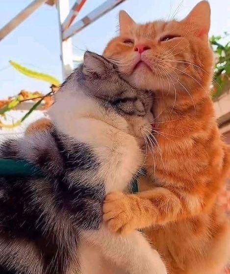 терпеливый котик