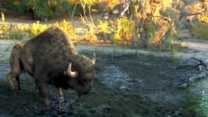 САБЛЕЗУБЫЙ ТИГР ИНТЕРЕСНЫЕ ФАКТЫ