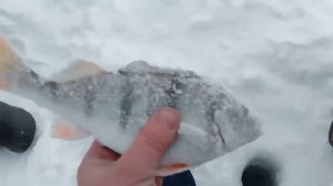 Зимняя рыбалка на мормышку на озере Сартлан.  Бешеный клев окуня. Трофейный окунь.