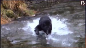 Как сегодня живет медведь Степан, которого русская семья приютила, когда ему было три месяца