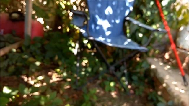 У собаки отёк глаз,по телу болячки. смотреть онлайн