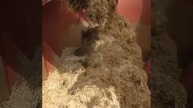 Кормосмеситель от производителя, купить в России, низкая цена Колнаг.mp4