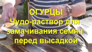 68. ОГУРЦЫ.  Часть 1 - перед высадкой замачиваем семена в чудо-растворе.