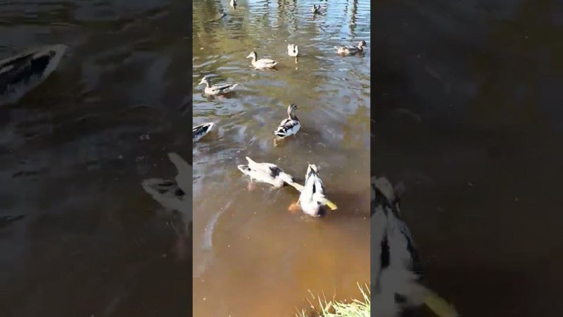 Отдых: кормление уток в водоёме. Проголодались:. пока шли кормить, чуть весь батон и не съели.