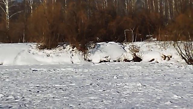 Щука в косынку!!! Жерлицы!!! Подлещик!!! Плотва!!! Весенняя рыбалка2022!!! смотреть онлайн