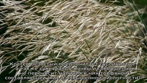 Трава костер: описание, свойства и применение