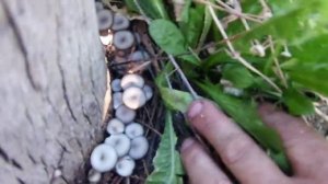 Выращивание грибов в домашних условиях на пнях. Вешенка