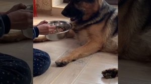 Как кормить овчарку