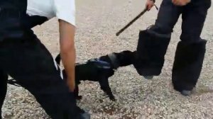 Паттердейл терьер MK's Thor. УДП "Строгино".