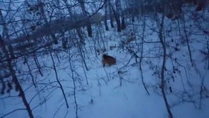Охота с Карело-финская лайка на куницу 11 месяцев